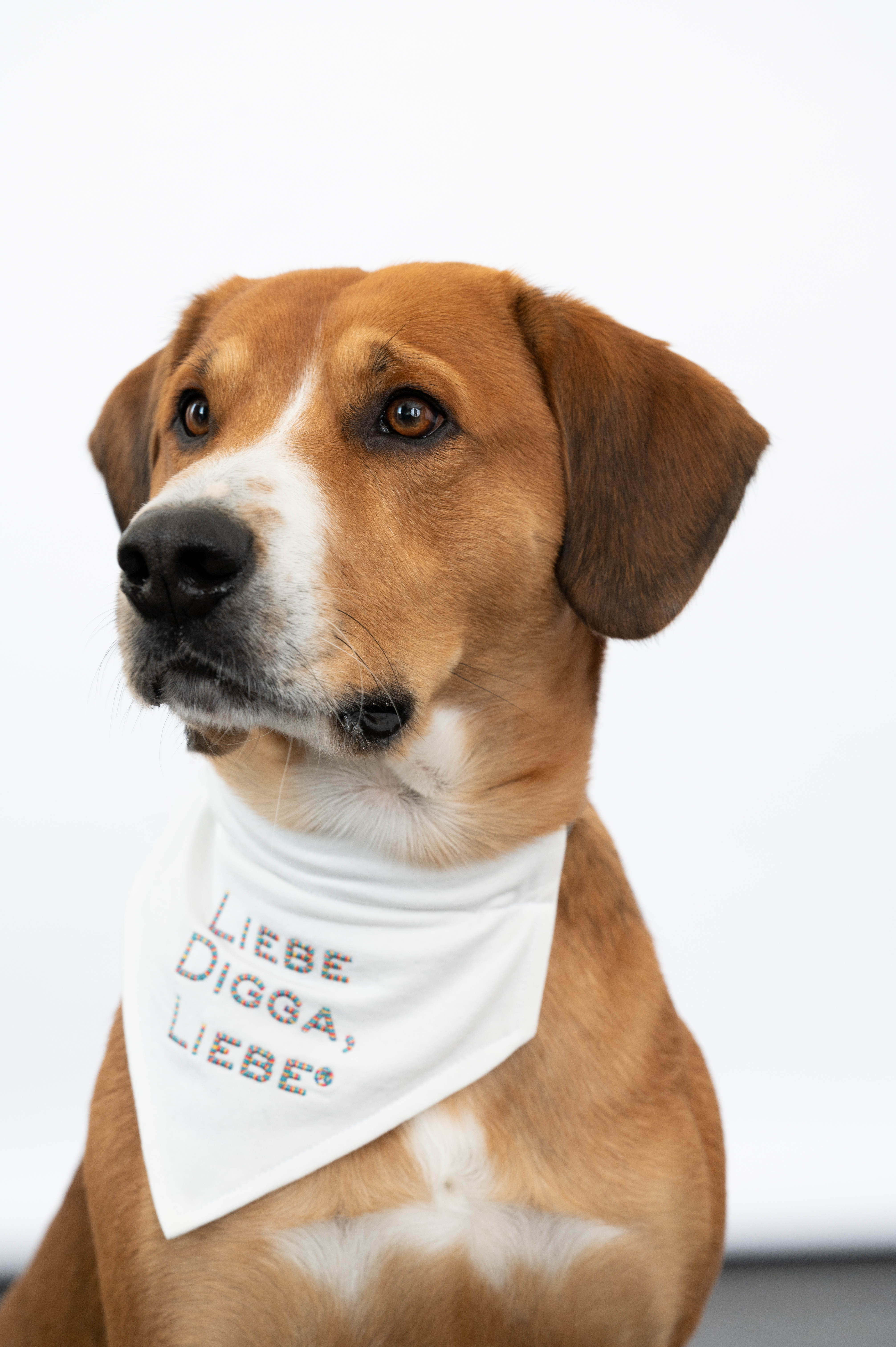 Hunde Halsband Tuch biologische Baumwolle Liebe Digga Liebe Stick